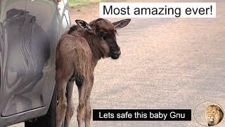 Lost Baby Wildebeest Saved from Potential Predators