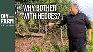 HEDGES AND EDGES - This is where the magic happens 