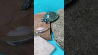 How to keep a baby Turtle ️ #petsvlog #shorts #turtle