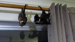 Naughty baby bats on the run!