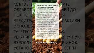 Эффективный способ борьбы с колорадским жуком (биологический метод)