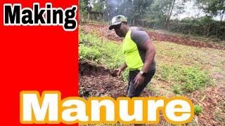 How to make your farm fertile using cow dung| manure