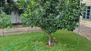 Kyogle Gold Jackfruit Update.