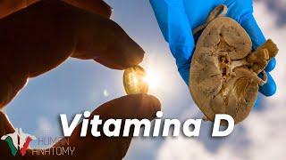 Porqué necesitas vitamina D y cómo la obtienes del sol