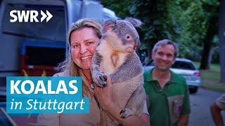 Direkt aus Australien: Stuttgarter Wilhelma heißt Koalas willkommen