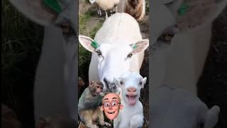 mee hee  #shorts #goatsound #meeee #goat #trending