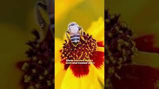 Why Bees Follow Queen Bee? Queen Pheromone  Role Of The Queen Bee In A Colony