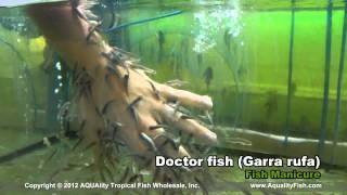 Doctor Fish (Garra Rufa)