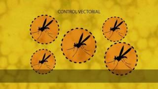 ¿Qué es la fiebre amarilla? ¿cómo se combate?