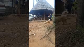 #happy #dog #dogs #doglover #beautiful #africa #village #villagelife #love #animals #shorts