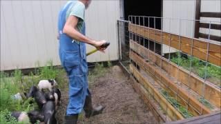 DIY!! -- Pig Feeder Made from a Barrel
