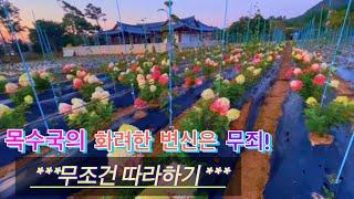 목수국! 화려하고 풍성하게 보시려면 이 영상 꼭 보세요~~~전지의 중요성!