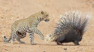 Leopard Takes On And Fights Porcupine