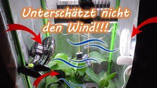 Wie lange den Ventilator in der Growbox rennen lassen? Ab wann? Position? Immer an? Dauerbetrieb?