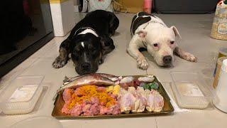 O&n The Pit Bulls eatRAW FOOD หมากินดิบ [ASMR]MUKBANG[咀嚼音] อาหารหมาที่แท้จริง EP.075 of 2024