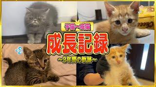 【総集編】猫8匹が子猫から成猫になるまでの成長記録まとめ！