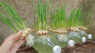 Breeding method to grow garlic quickly to harvest