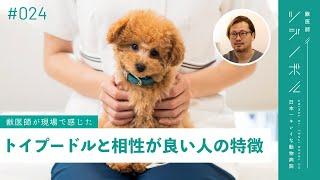 【獣医師監修】トイプーに向いている人ってこんな人 | 性格 | しつけ | トリミング【獣医師ツジノボル】