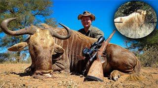 Bushveld Hunt Ten Days Three Species Golden Wildebeest - FLANKS IN RIBS!