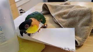 Izzy, the Caique, WAIT FOR IT (and lots of hopping included)!!!!