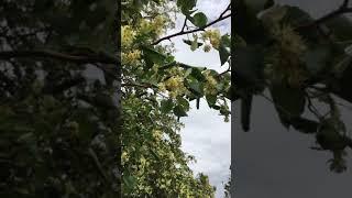 Цветёт Бузулукская липа