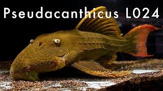 Pseudacanthicus sp. L024 - Rio Tocantins