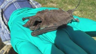 City takes action after battling bats story