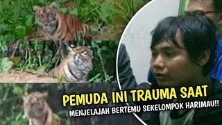 Warga Banyuwangi Lihat Sang Loreng Puluhan Ekor, Harimau Jawa Masih Puluhan Ekor di Gunung Raung?