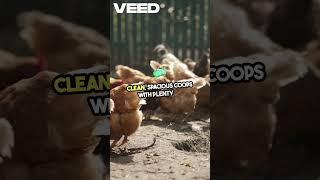 Become a Chicken Farming Pro | Boost Egg Production and Double Your Profits! . #youtubeshorts