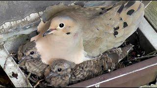 Mourning Dove's nest building and feeding chicks crop milk