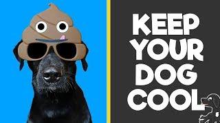 How to Keep Your Dog Cool in the Summer (2018)