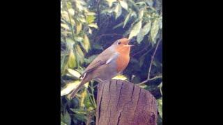 Garden Visitors - Best bits - Nov Dec 2020