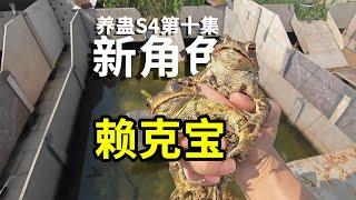 五毒第二位成员亮相！水蛭失踪了？养蛊S4第十集