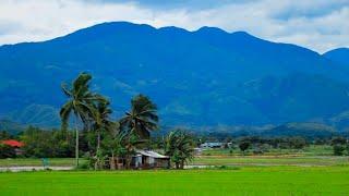 Finding mushrooms and cooking tinola, a Filipino chicken soup | Life in the countryside, Philippines