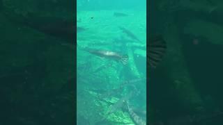 diving with gar at blue springs state park
