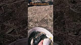 Браконьеры в Астрахани, нет не слышал! Рыбалка в Астрахани, вобла, запрет на воблу 2024  #астрахань