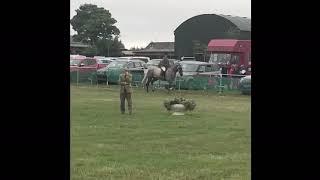 Stunning Irish Draught Show Hunter / Performance Draught Horse