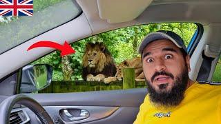 Going to Biggest wild safari  in England  | Day 8 | UK trip | Mustafa Hanif BTS | Daily vlogs