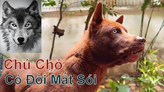 Chú Chó H' Mông Cộc Đuôi có Đôi Mắt Của Sói/ NhamtuatTV - Dog in Vietnam