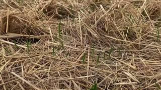 No Till Wheat Planting | Wheat Cultivation Method | The Sukheki Farm