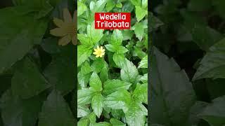 Wedelia Flowering Shrub For Ground Cover