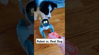 Loona Robot Pet vs. Real Dog  #cute #funny #dog #pet #shorts