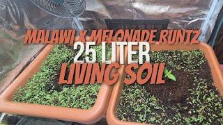 Unsere Jungpflanzen ziehen um!  Malawi & Melonade Runtz ins Living Soil Beet | Name gesucht! 