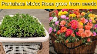 Portulaca Mo'ss Rose grow from seeds at home with full update