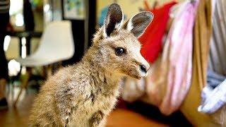 Couple Turn Home Into Kangaroo Sanctuary