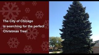 The City of Chicago is searching for the perfect Christmas Tree!