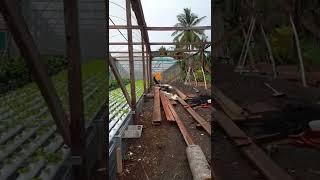 hidroponik green house dari bahan kayu #andri_farm #shortsvideo #hidroponik