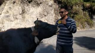 Friendly bull near Mussoorie