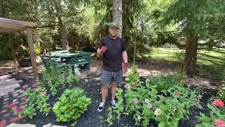 Tour of My Greenhouse & Transplanting