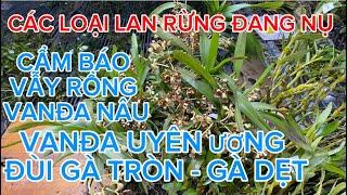 4/3 VANĐA- CẨM BÁO , VẪY RỒNG , ĐÙI GÀ TRÒN - GÀ DẸT ĐANG NỤ, GIÁ RẺ.Lh 0965224337 || PHONG LAN RỪNG